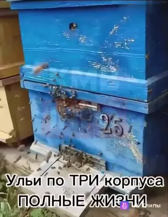 В Ипатовском районе Ставрополья после обработки полей погибли миллионы пчёл