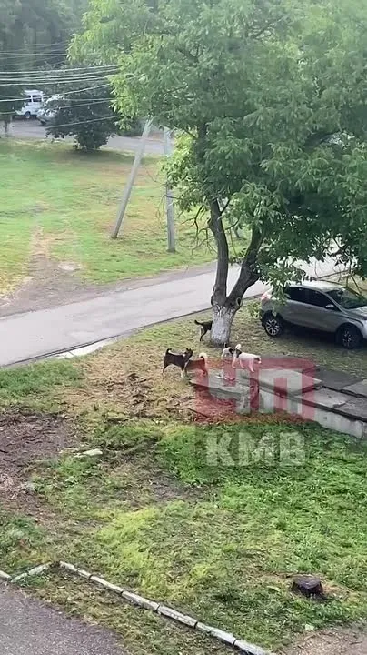 В Георгиевске стая собак оккупировала территорию у роддома ЦРБ