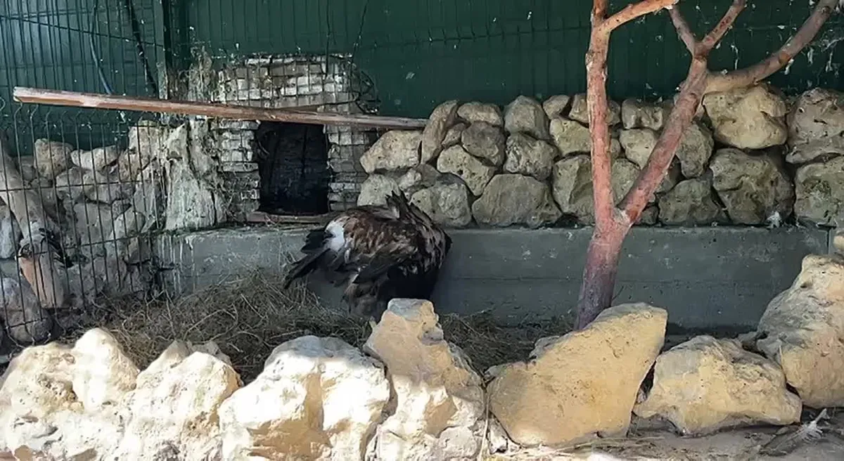 В Кисловодске у нелегальных владельцев изъяли двух орланов-белохвостов