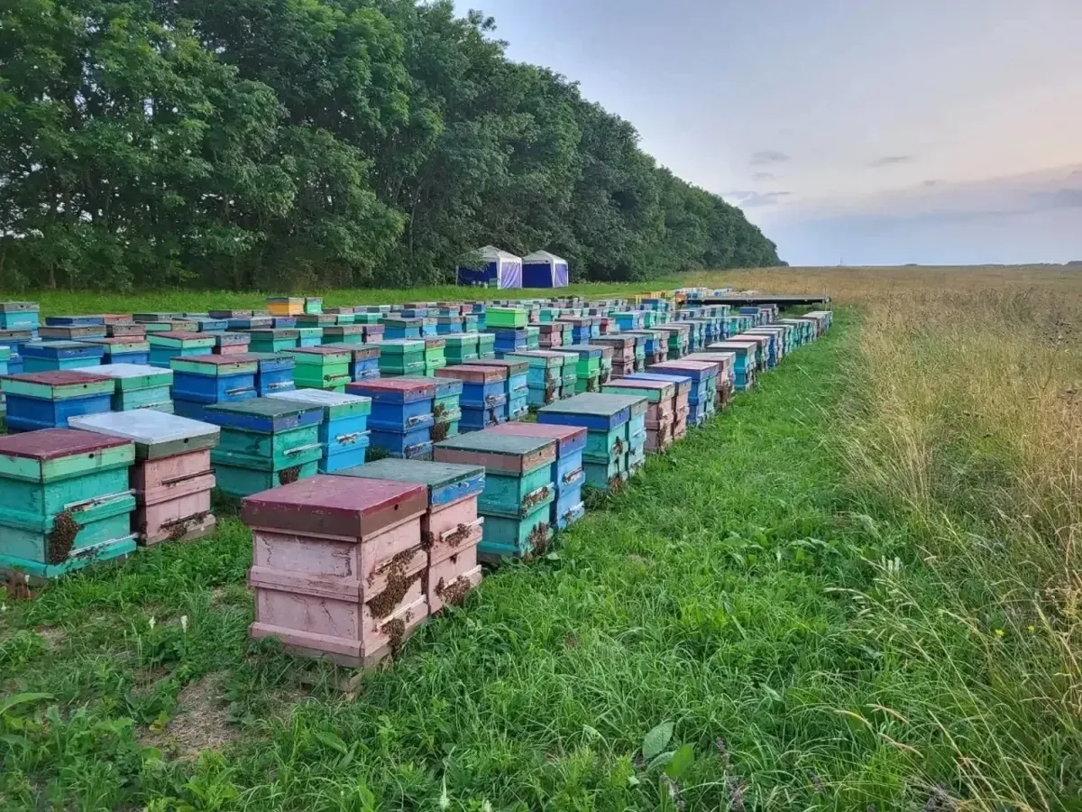 В Предгорном округе пасека за 20 лет стала племенным репродуктором