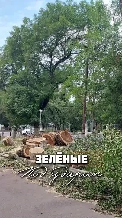 Жители Георгиевска возмущены вырубкой деревьев у остановки «Парк»