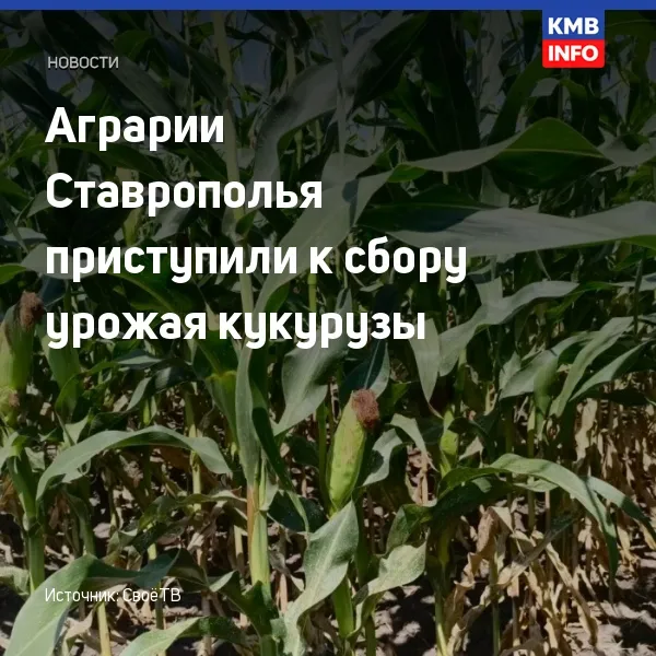 На Ставрополье началась уборка кукурузы на зерно