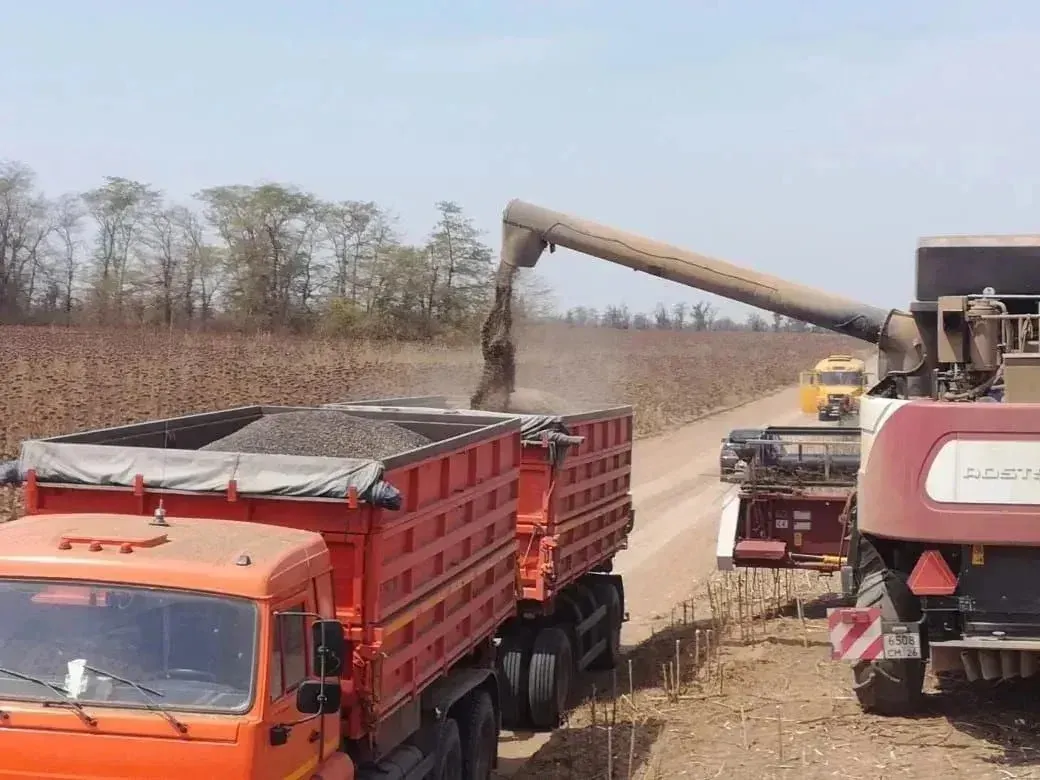 На Ставрополье началась уборка подсолнечника: собрано 32,7 тысячи тонн