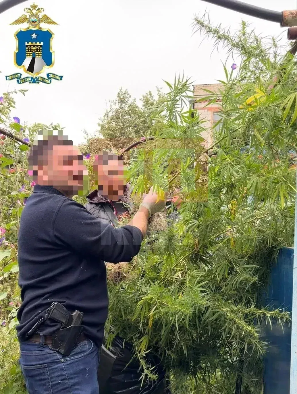 В Ессентуках у дачника изъяли 53 куста конопли и марихуану