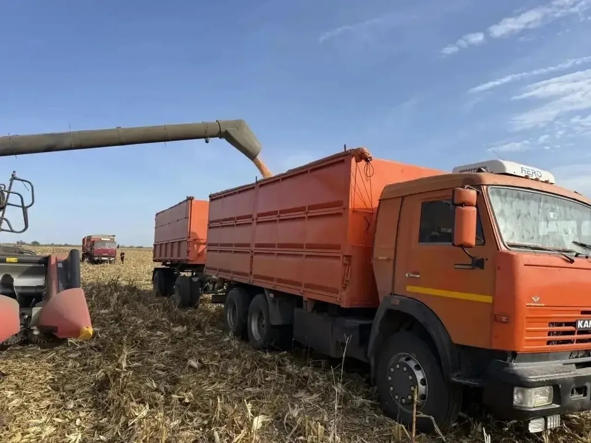 На Ставрополье убрано 41,6% площадей кукурузы, намолочено 313,9 тыс. тонн