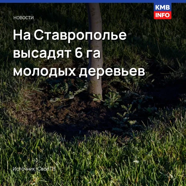 На Ставрополье высадят 6 га молодых деревьев
