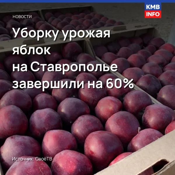 Уборку урожая яблок на Ставрополье завершили на 60%