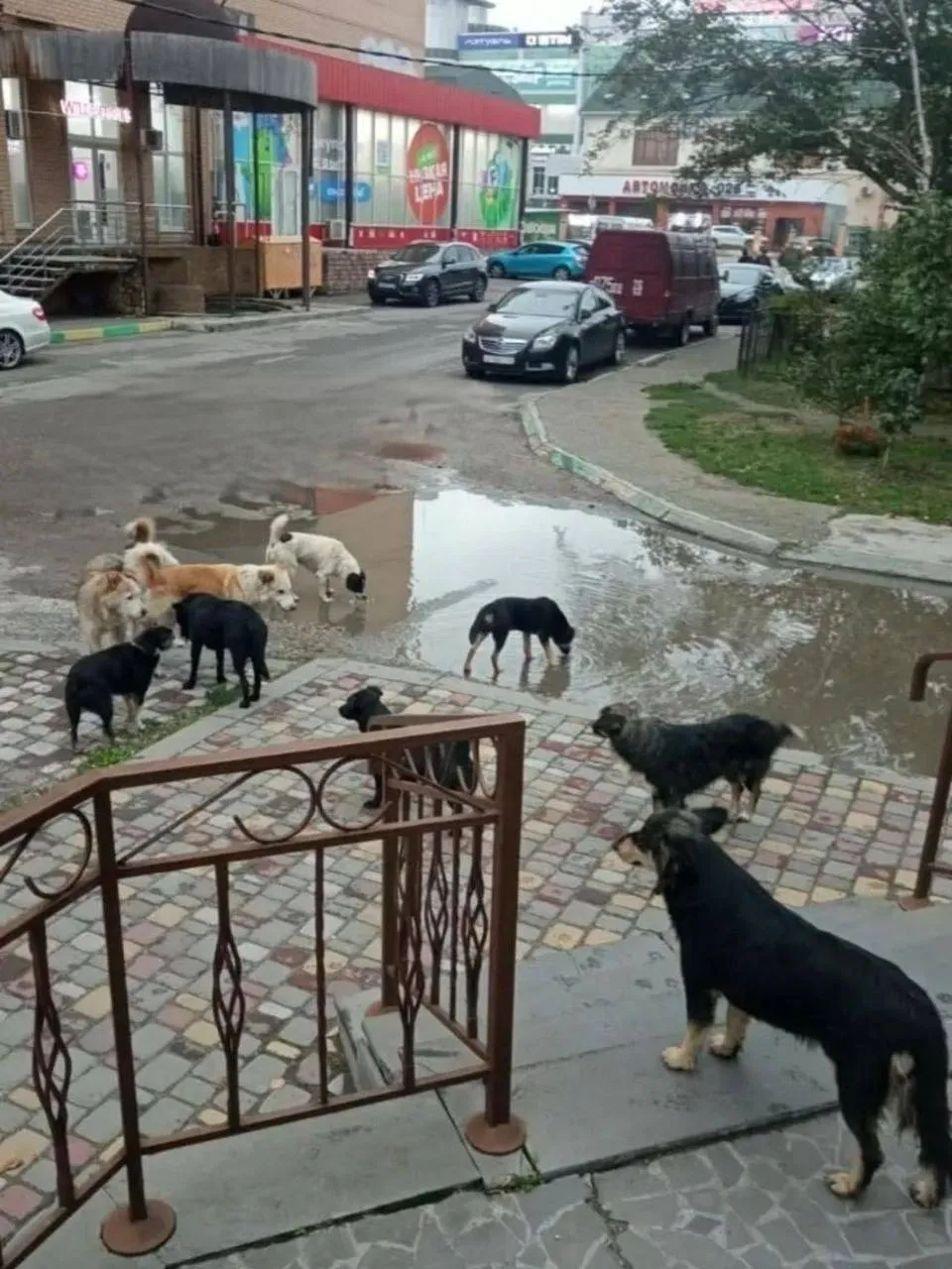В Минеральных Водах жители жалуются на стаи бездомных собак у школ и детсадов