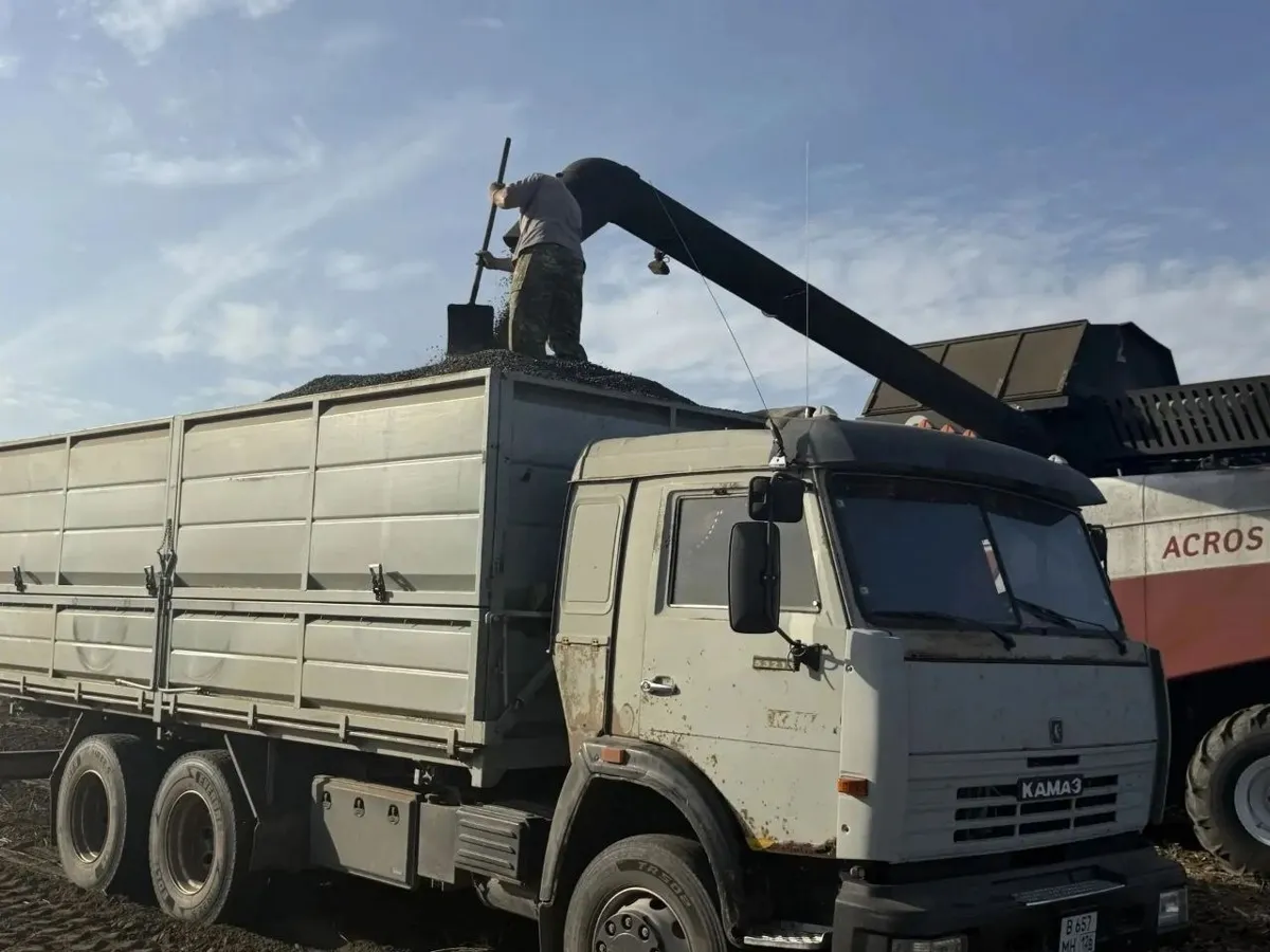 В Минераловодском округе собрали 345 тонн кондитерского подсолнечника