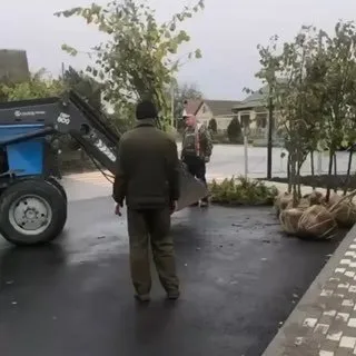 В Новопавловске сотрудники администрации высадили деревья на спуске к парку «Кура»