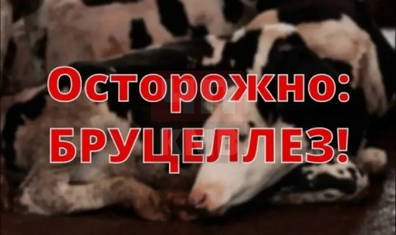В посёлке Красный Маныч Туркменского района ввели карантин из-за вспышки бруцеллёза у крупного рогатого скота