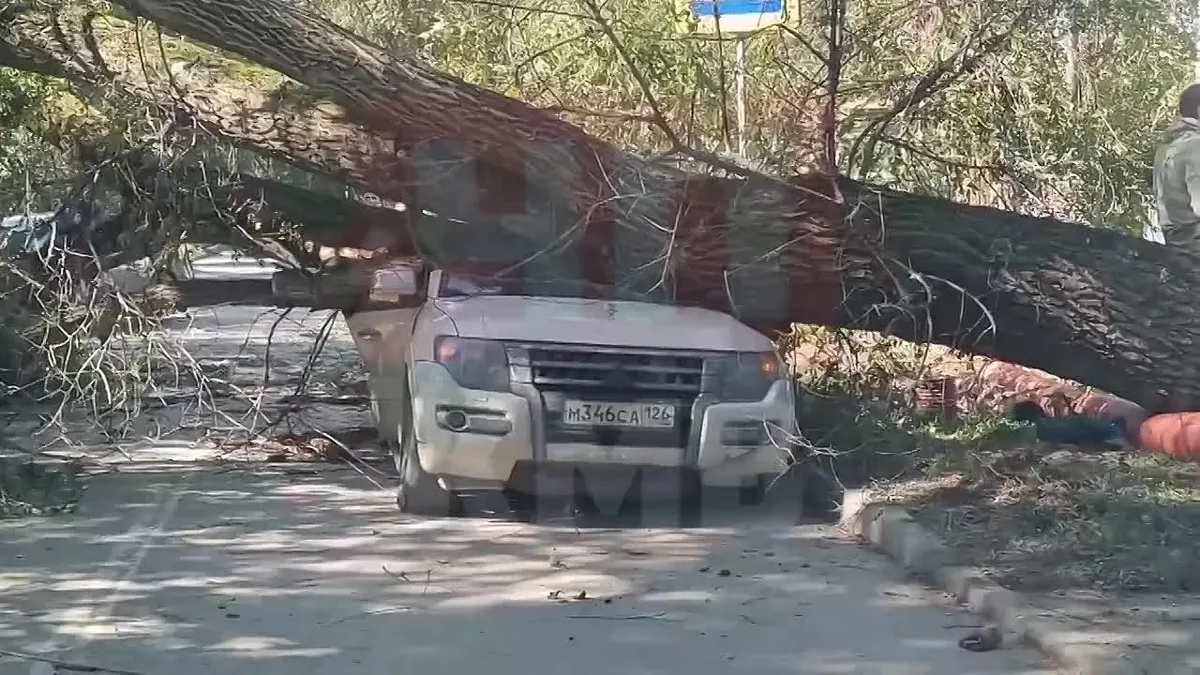 В Пятигорске дерево упало на автомобиль