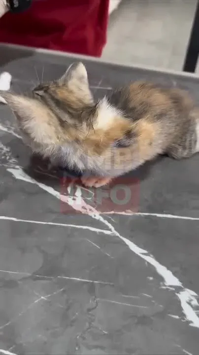 В Турции уличные кошки сами приносят своих котят в ветклинику, где малышам оказывают необходимую помощь