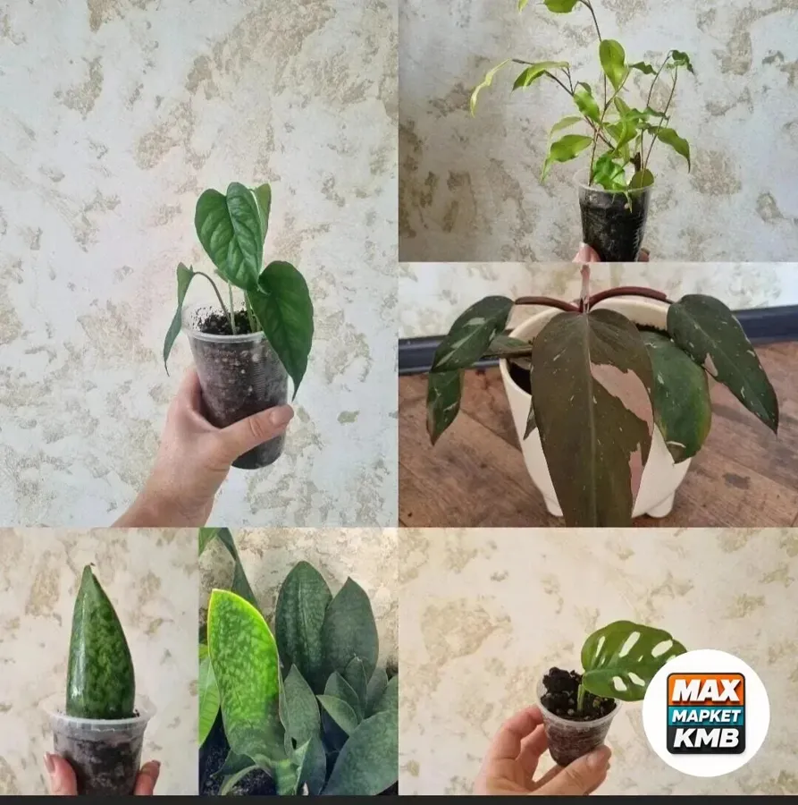 Излишки комнатных растений