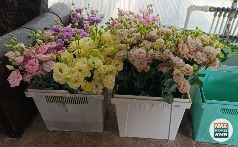Эустома, ветка