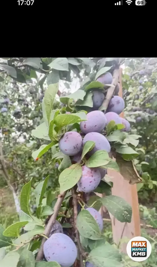 Слива под заказ