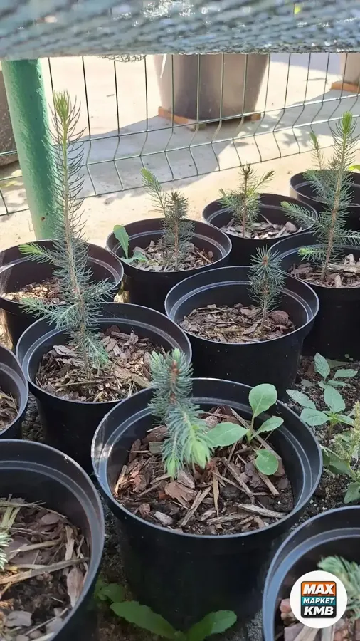 Саженцы голубой ели Глаука