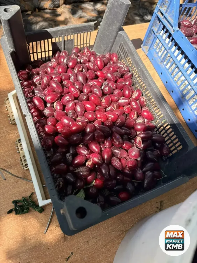 Кизил