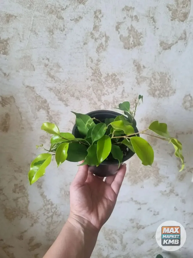 Фикус Голден Моник, черенки