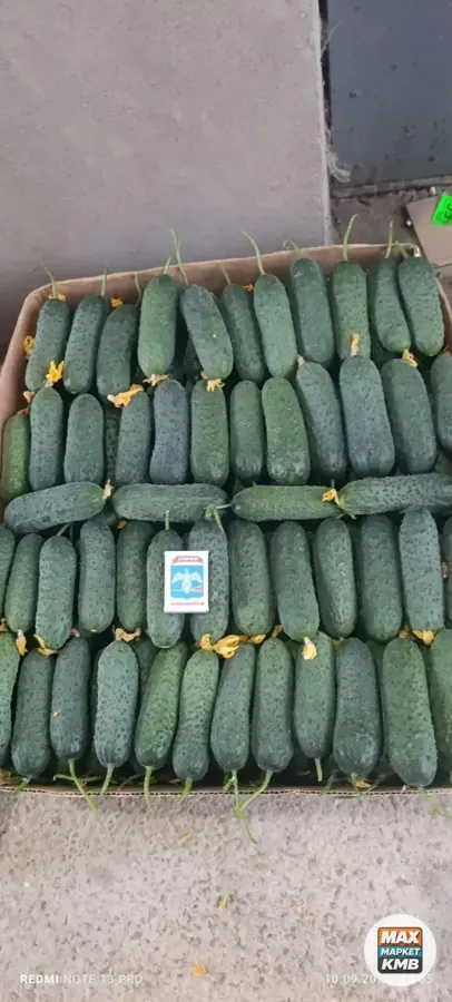 Огурцы Бёрн на засолку