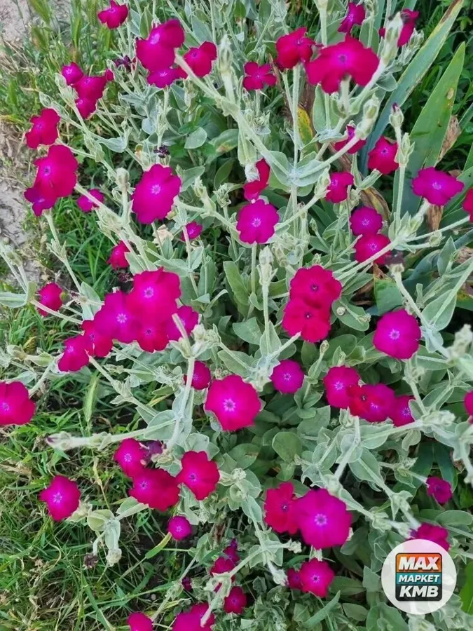 Семена горицвета, лихнис корончатый