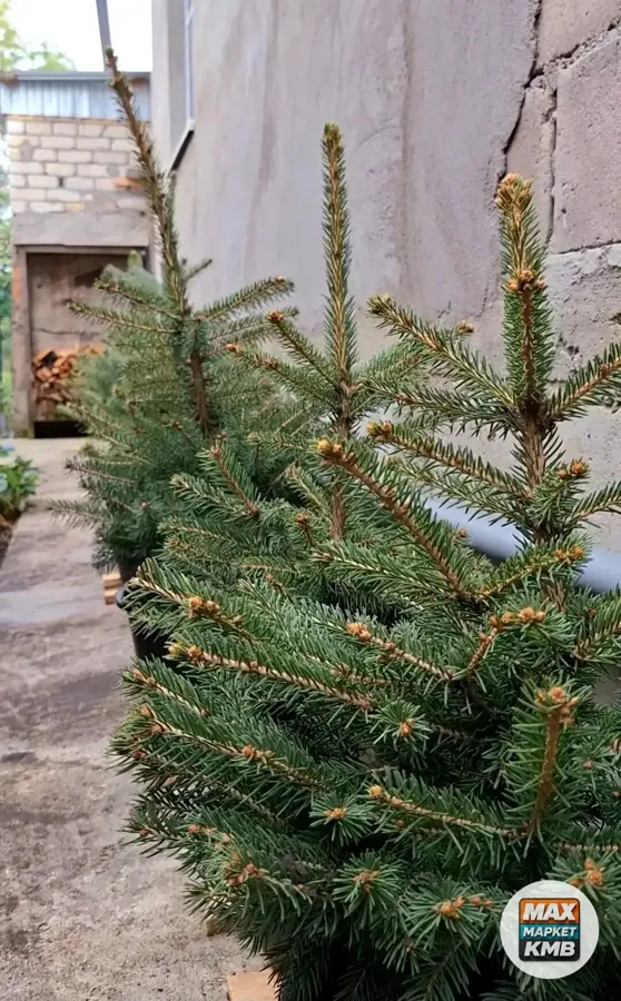 Голубая ель Глаука, 0,5 м