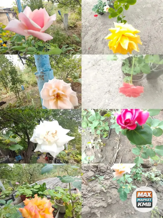 Укоренённые розочки