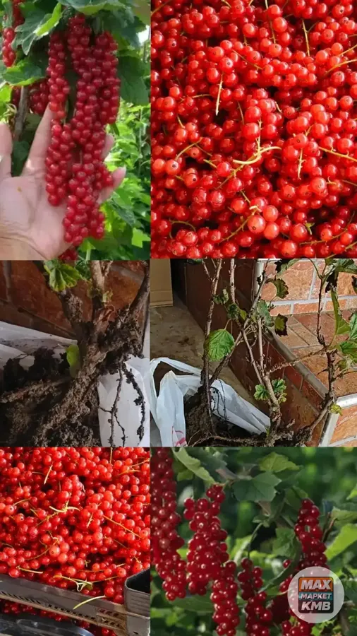 Саженцы красной смородины Ровада