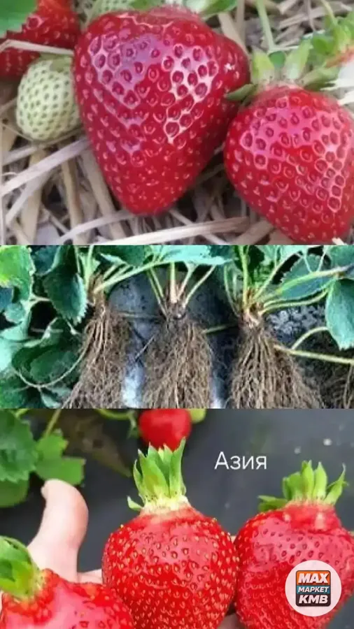 Рассада клубники сорта Азия