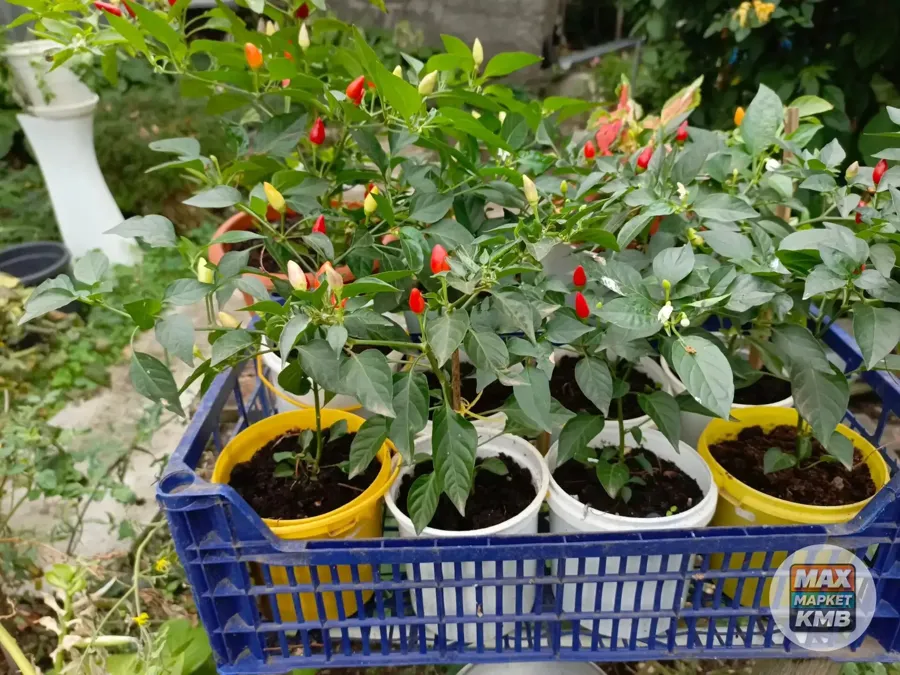 Комнатный острый перец, куст
