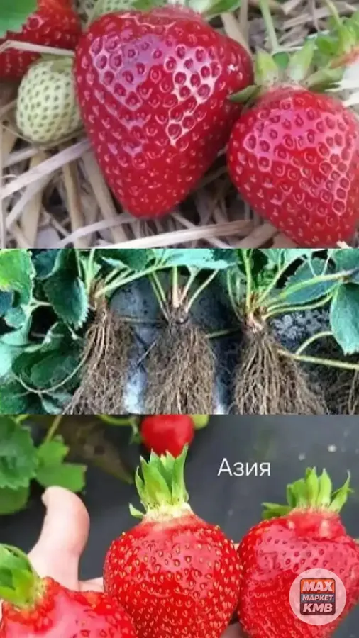 Рассада клубники Азия с ОКС