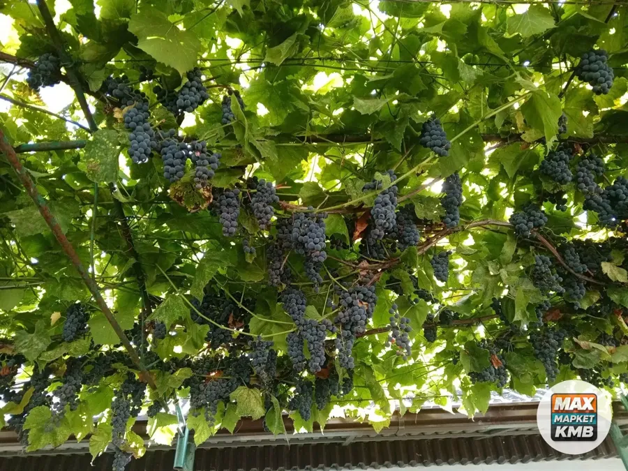 Виноград