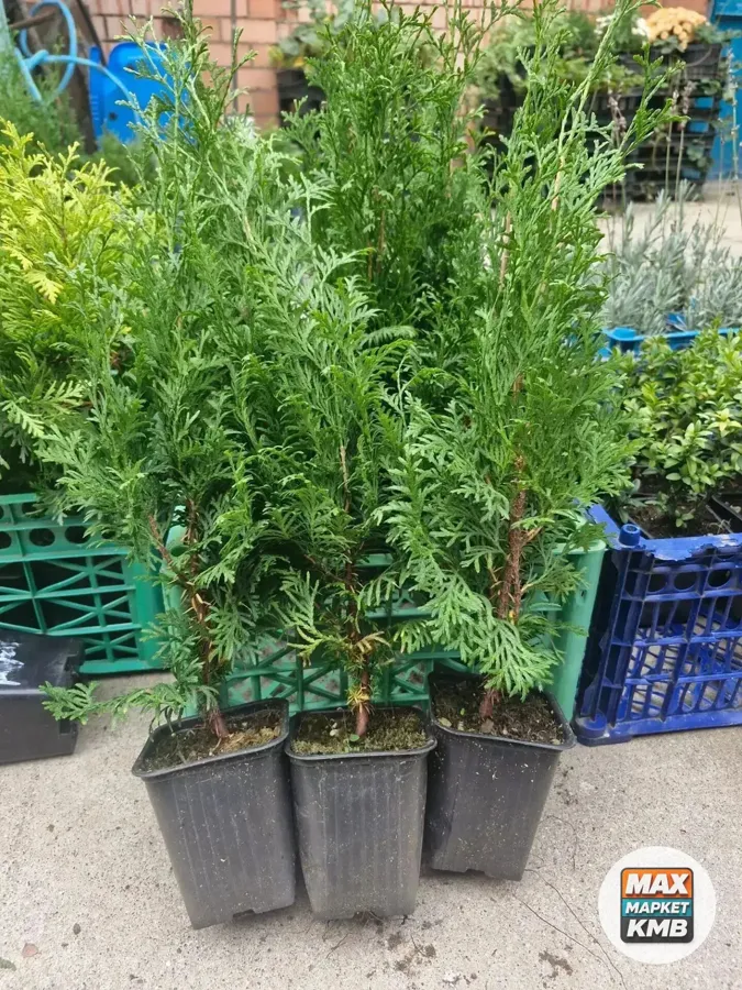 Саженцы хвойных в р9