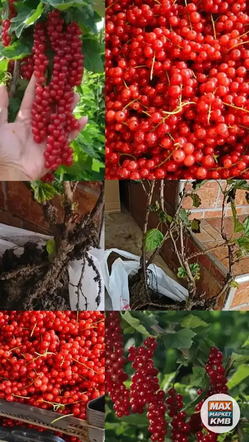 Саженцы красной смородины Ровада