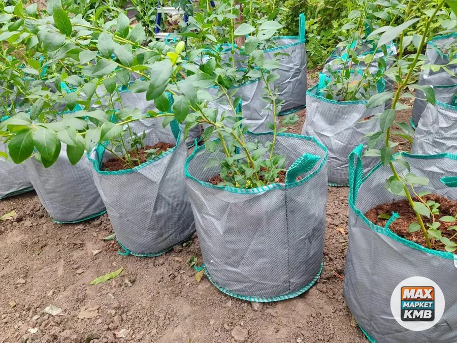 Саженцы голубики, около 20 сортов