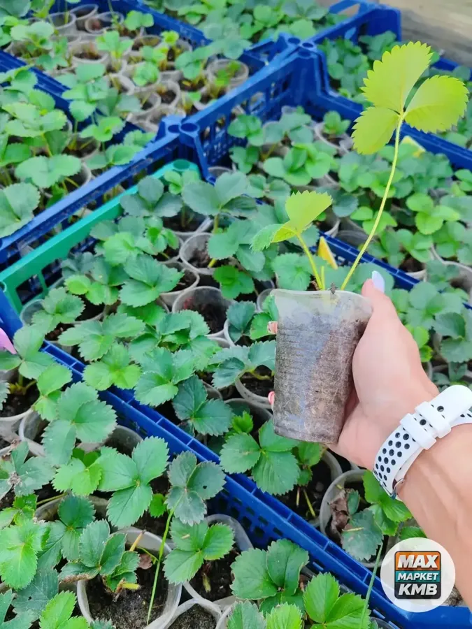 Рассада клубники Мурано, Джоли, Априка