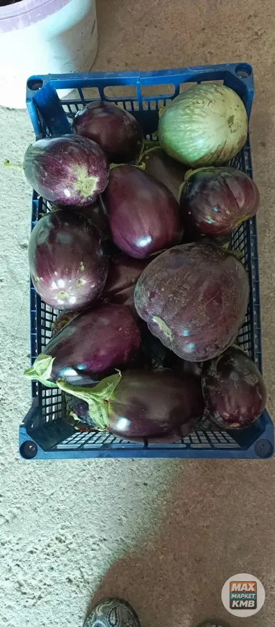 Баклажаны домашние