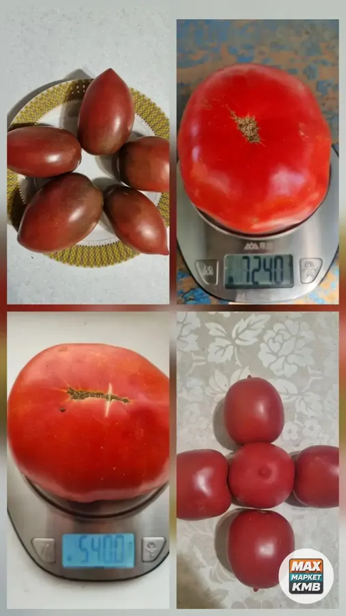 Семена томатов, 4 сорта