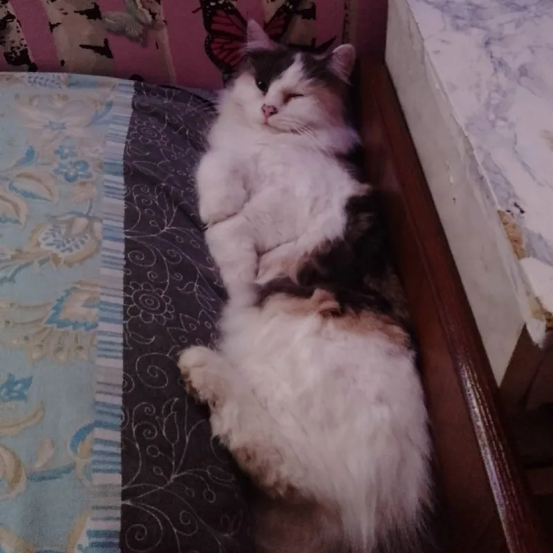 Пропала кошка Ася в Георгиевске