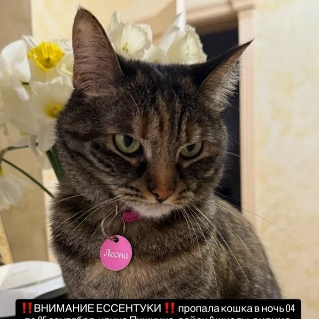 Пропала кошка Леона в Ессентуках