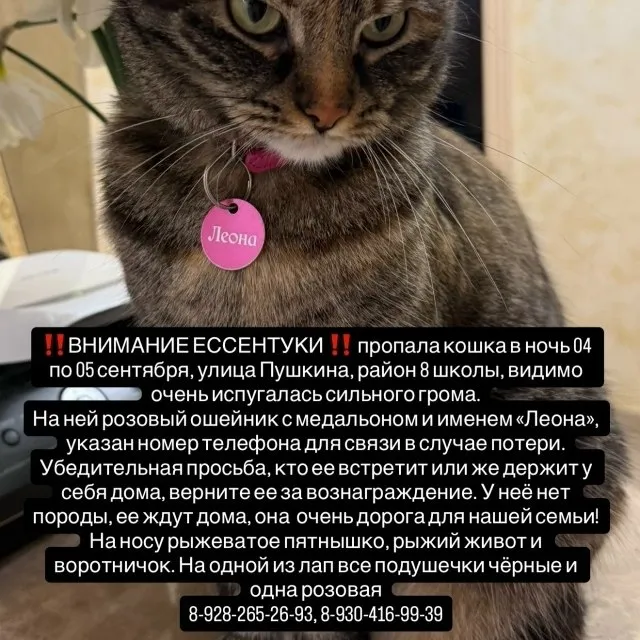 Пропала кошка Леона в Ессентуках — фото 2