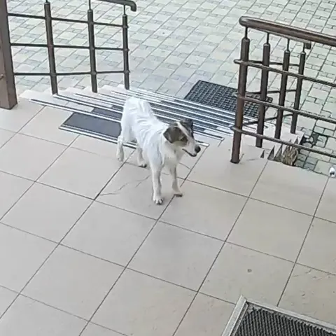 Собака бегает у подъездов в Пятигорске