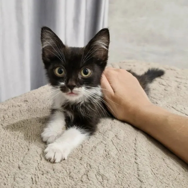 Котёнок ищет дом