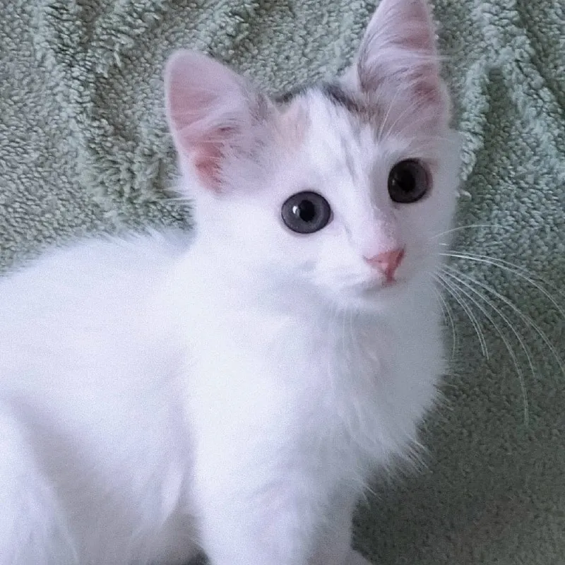 Кошка Валюша ищет дом — Минеральные Воды — фото 2