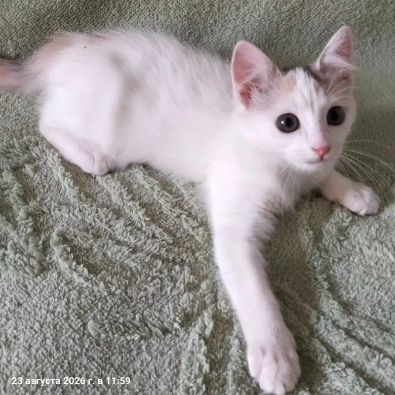 Кошка Валюша ищет дом — Минеральные Воды — фото 3