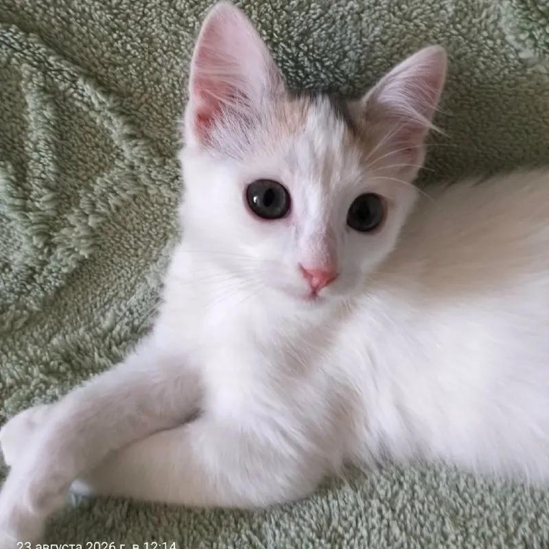 Кошка Валюша ищет дом — Минеральные Воды — фото 4