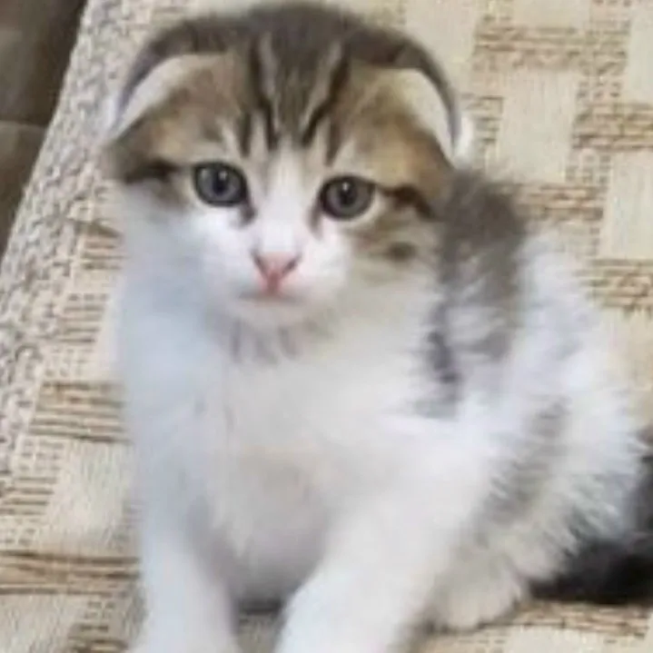 Котята ищут дом — Минеральные Воды