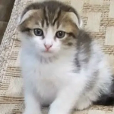 Котята ищут дом — Минеральные Воды