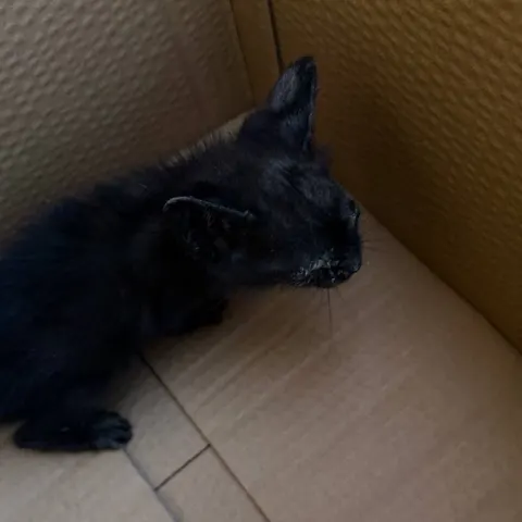 Найден котёнок, ищут новых хозяев