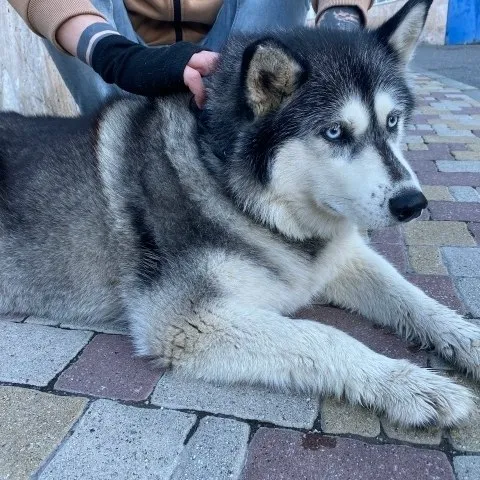 В Пятигорске бегает хаски с номером на ошейнике